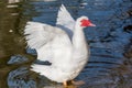 Close up of White Muscovy duck head.Selective focus Royalty Free Stock Photo