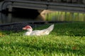 White Muscovy duck portrait Royalty Free Stock Photo