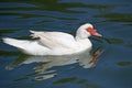 white muscovy duck swims in a small lake Royalty Free Stock Photo