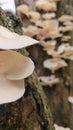 White mushrom on the dead wood Royalty Free Stock Photo