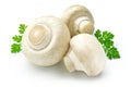 White mushroom Royalty Free Stock Photo