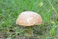 White mushroom Royalty Free Stock Photo