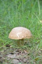 White mushroom Royalty Free Stock Photo