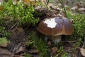 White mushroom bitten by protein against the background of mha and leaves