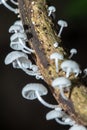 White mushroom blooming on a log