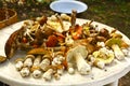 White Mushroom Boletus Eduli. Small Edible Royalty Free Stock Photo
