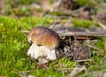 White mushroom or Boletus edulis and pine cone on the forest floor Royalty Free Stock Photo