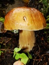 Brown cap mushroom on moss close up. Boletus edulis in the forest. Close up view. Hazy background.Cep Mushroo. Growing in Autumn F Royalty Free Stock Photo