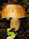 Brown cap mushroom on moss close up. Boletus edulis in the forest. Close up view. Hazy background.Cep Mushroo. Growing in Autumn F Royalty Free Stock Photo