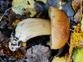 Brown cap mushroom on moss close up. Boletus edulis in the forest. Close up view. Hazy background.Cep Mushroo. Growing in Autumn F Royalty Free Stock Photo