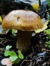Brown cap mushroom on moss close up. Boletus edulis in the forest. Close up view. Hazy background.Cep Mushroo. Growing in Autumn F Royalty Free Stock Photo