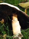 White Mushroom with brown gills found in FingerLakes Royalty Free Stock Photo