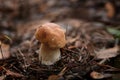 White mushroom (cep) Royalty Free Stock Photo