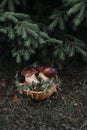White mushroom. Cep, Boletus. Three large noble mushrooms. Royalty Free Stock Photo