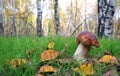 White mushroom. Cep Mushroom Growing in Autumn Forest. Boletus. Mushroom picking