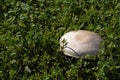 White mushroom champignon in the grass in nature Royalty Free Stock Photo