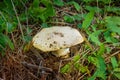 White mushroom close-up on the ground