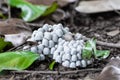 White mushroom cluster. Small white mushrooms on the ground