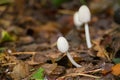 Mushroom Coprinellus