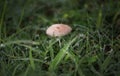 A white mushroom and drops of morning dew. Royalty Free Stock Photo