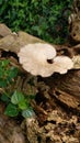 White Mushroom in the fallen tree Royalty Free Stock Photo