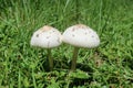 Mushroom on green grass background, closeup Royalty Free Stock Photo