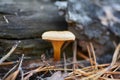 White mushroom in the forest on the background of grass and pine needles. Nature Background Royalty Free Stock Photo