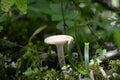 white mushroom in forest close up