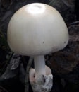 white mushroom forest mushroom forest