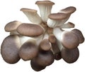 white mushroom forest mushroom forest food5