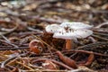 White mushroom in the forest Royalty Free Stock Photo