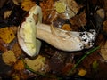 White Mushroom in forest Porcino, bolete, boletus.White mushroom on green background.Natural white mushroom growing in a forest. Royalty Free Stock Photo