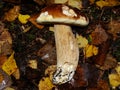 White Mushroom in forest Porcino, bolete, boletus.White mushroom on green background.Natural white mushroom growing in a forest. Royalty Free Stock Photo