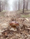 White mushroom on a forest road in a foggy pine forest. Beautiful autumn view of the forest and the hobby of picking mushrooms in Royalty Free Stock Photo