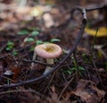 White mushroom. Forest.