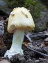 White Mushroom With A Foresty Background