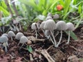 White Mushroom image Royalty Free Stock Photo