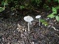 White mushroom or fungus in brown soil