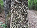 White mushroom or fungus growing on tree in forest Royalty Free Stock Photo
