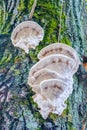 White mushroom fungus grows parasitize on old tree trunk Royalty Free Stock Photo