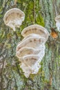 White mushroom fungus grows parasitize on old tree trunk Royalty Free Stock Photo