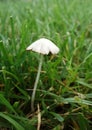 A white mushroom Royalty Free Stock Photo