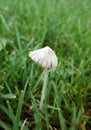 A white mushroom Royalty Free Stock Photo