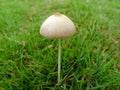 A white mushroom