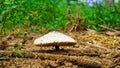 White mushroom among grass, in the morning with dew Royalty Free Stock Photo