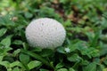 White mushroom on green background, closeup Royalty Free Stock Photo