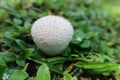White mushroom on green background, closeup Royalty Free Stock Photo