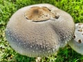 White Mushroom, on green grass, Fairy Ring Champignon, genus Marasmius oreades Royalty Free Stock Photo