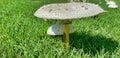 White Mushroom, on green grass, Fairy Ring Champignon, genus Marasmius oreades Royalty Free Stock Photo