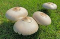 White Mushroom, on green grass, Fairy Ring Champignon, genus Marasmius oreades Royalty Free Stock Photo